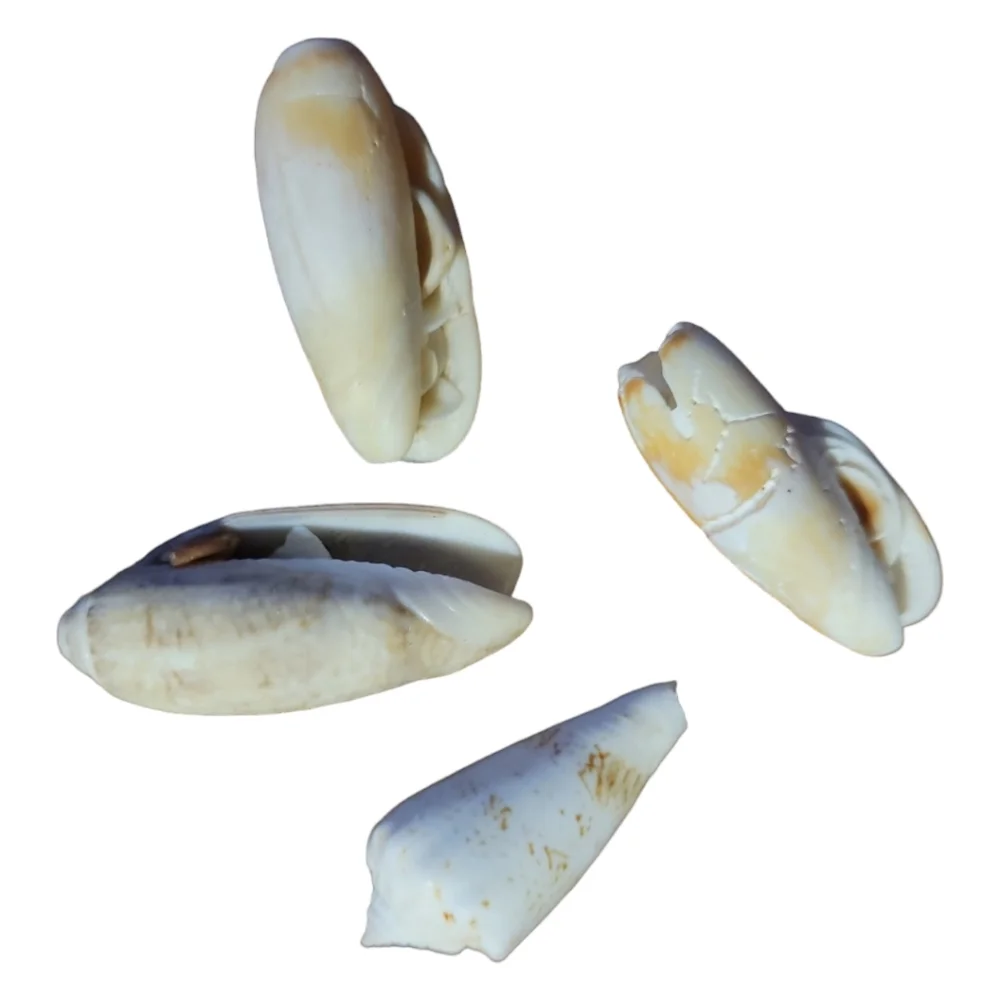 Seashells From South Padre Island Mixed Whole & Interesting Pieces.